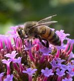 Buckfast en Carnica koninginnen, Dieren en Toebehoren, Insecten en Spinnen, Bijen