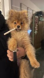 Pomeriaan / dwergkees puppy (zindelijk), Particulier, 15 weken tot 1 jaar, Reu, Buitenland