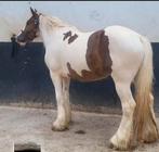 Lieve merrie  zoekt nieuwe plek., Dieren en Toebehoren, Paarden, Merrie, Minder dan 160 cm, Recreatiepaard, 3 tot 6 jaar