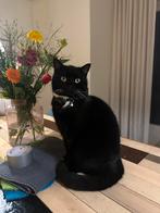Prachtige kat, mix britse/europ. Korthaar, Dieren en Toebehoren, Katten en Kittens | Raskatten | Korthaar, Kater, Gechipt
