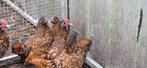 Tekoop sebright goud, Dieren en Toebehoren, Pluimvee, Meerdere dieren, Kip