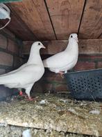 Bellen, Dieren en Toebehoren, Mannelijk, Overige soorten