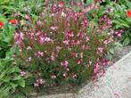 Gaura lindheimeri 'Siskiyou Pink' - prachtkaars in P9, Volle zon, Vaste plant, Zomer, Ophalen