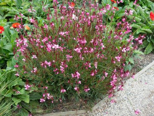 Gaura lindheimeri 'Siskiyou Pink' - prachtkaars in P9, Tuin en Terras, Planten | Tuinplanten, Vaste plant, Overige soorten, Volle zon