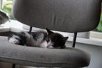 Lieve kittens te koop, Dieren en Toebehoren, Katten en Kittens | Overige Katten, Meerdere dieren, 0 tot 2 jaar