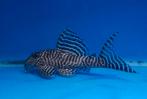 L066 hypancistrus king tiger pleco, Dieren en Toebehoren, Vissen | Aquariumvissen, Vis