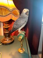 Recent opgezette roodstaart papegaai op Gucci fles, Ophalen of Verzenden, Zo goed als nieuw, Vogel, Opgezet dier