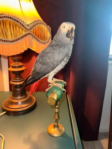 Recent opgezette roodstaart papegaai op Gucci fles beschikbaar voor biedingen