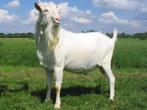 Gezocht geit bok Dekbok. Huur of Koop, Dieren en Toebehoren, Schapen, Geiten en Varkens, Mannelijk, Geit