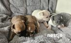 Pups kruising  Franse bull x chihuahua, Dieren en Toebehoren, Meerdere, Meerdere dieren, Chihuahua, Nederland
