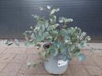 Eucalyptus Gunnii - Eucalyptusplant / Gomboom H: 35 cm., Tuin en Terras, Planten | Tuinplanten, Volle zon, Vaste plant, Bloeit niet
