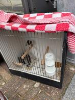 4 jonge japanse meeuwtjes, Dieren en Toebehoren, Vogels | Overige Vogels, Tropenvogel