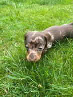 Choco getijgerde Dwerg / Kaninchen Teckel Reu, Dieren en Toebehoren, Reu, CDV (hondenziekte), 8 tot 15 weken, Korthaar