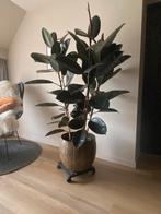 Prachtige Ficus elastica ‘Robusta’  (rubberplant), Zo goed als nieuw, Ophalen