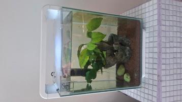 Mooie super fish home 25 xl garnalen beschikbaar voor biedingen