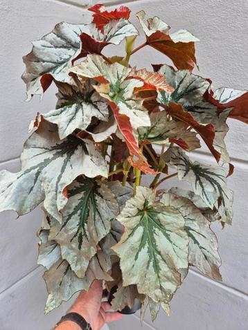 Begonia Looking Glass p12 beschikbaar voor biedingen