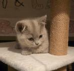 Brits korthaar kittens  katertjes  lilac, Dieren en Toebehoren, Meerdere dieren, Gechipt