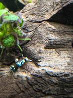 Blauwe garnalen mix, Dieren en Toebehoren, Vissen | Aquariumvissen, Kreeft, Krab of Garnaal