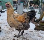 Punk zoekt nieuw huisje, Mannelijk, Kip