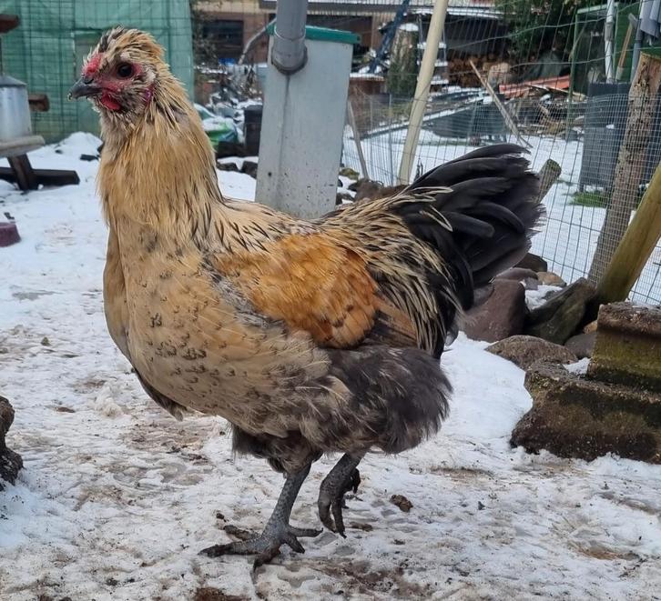 Punk zoekt nieuw huisje, Dieren en Toebehoren, Pluimvee, Kip, Mannelijk