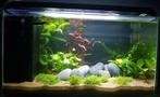Superfish home 25 liter, Dieren en Toebehoren, Ophalen, Zo goed als nieuw, Leeg aquarium