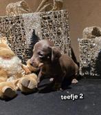 Kaninchen dwerg teckel pups, Dieren en Toebehoren, Honden | Teckels en Dashonden, Kaninchen, CDV (hondenziekte), 8 tot 15 weken