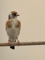 Kleine witkeel putter 2025 (man), Dieren en Toebehoren, Vogels | Overige Vogels, Mannelijk, Wildzangvogel, Geringd