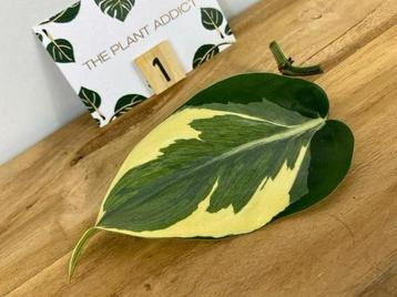 Philodendron Rio Stek #1 beschikbaar voor biedingen