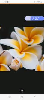 Frangipani Jasmijn Geurolie 50ml. van Youwish, Ophalen of Verzenden, Nieuw