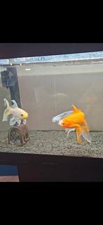 2 grote goudvissen te koop, Mannelijk, Zangkanarie