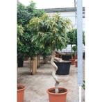 Ficus Binnendijkii 'amstel King' g53257, Ophalen of Verzenden