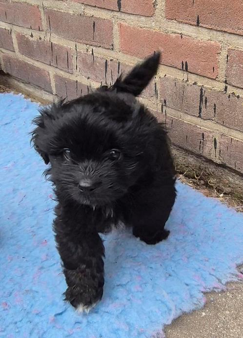 Mooie gezonde boomertjes zoeken een thuis, Dieren en Toebehoren, Honden | Chihuahua's en Gezelschapshonden, Meerdere dieren, Overige rassen