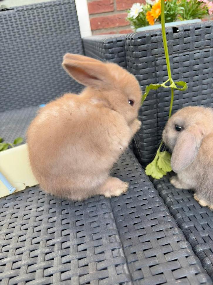 jonge konijntjes (vrouwtjes), Dieren en Toebehoren, Konijnen, Dwerg, Meerdere dieren