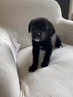 Prachtige pup (2 teefjes): Labrador x Australische shepard, Dieren en Toebehoren, Honden | Retrievers, Spaniëls en Waterhonden