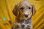 Mooie kruising tibetaanse terrier - labradoodle pups., Nederland, Overige rassen, 8 tot 15 weken, CDV (hondenziekte)