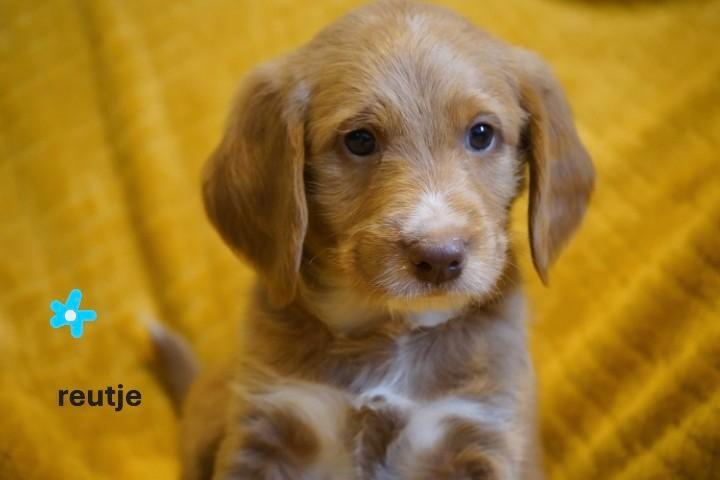 Mooie kruising tibetaanse terrier - labradoodle pups., Dieren en Toebehoren, Honden | Chihuahua's en Gezelschapshonden, Meerdere dieren