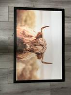 Schilderij Schotse Hooglander - 95x65 cm, Ophalen, Gebruikt, 50 tot 75 cm, Schilderij