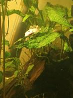 Lemon Ancistrus blue eye, Dieren en Toebehoren, Vissen | Aquariumvissen, Vis, Zoetwatervis