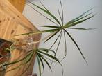 Planten (ficus , dracaena, monstarea, agave), Huis en Inrichting, Kamerplanten, Ophalen, Ficus, Halfschaduw, Minder dan 100 cm
