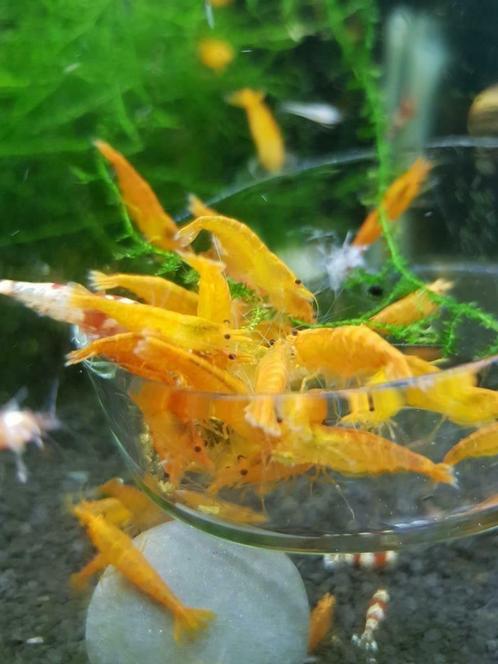 Hobbyaquarium Orange Sakura garnalen Zondag 28 juli 12/17 u, Dieren en Toebehoren, Vissen | Aquariumvissen, Zoetwatervis, Kreeft, Krab of Garnaal
