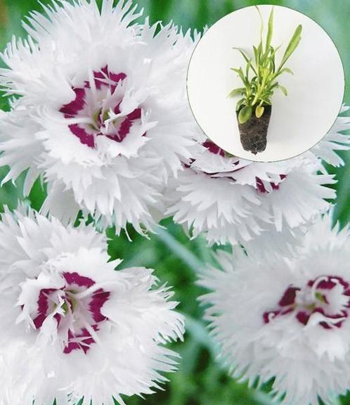 Dianthus plumarius 'Double White' in P9 pot., Tuin en Terras, Planten | Tuinplanten, Vaste plant, Overige soorten, Volle zon, Zomer