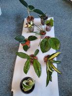 Hoya stekjes pakken 10x voor €25!, Huis en Inrichting, Ophalen of Verzenden, Overige soorten, Minder dan 100 cm