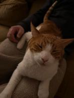 Kater Tommie, Kater, Kortharig, 3 tot 5 jaar