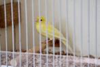 Kanaries te koop in HOORN (NH), Dieren en Toebehoren, Vogels | Kanaries, Meerdere dieren, Zangkanarie