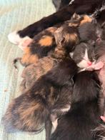 Cute kittens are looking for a caring house
