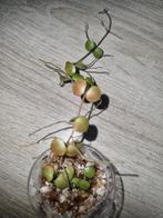 Hoya peltata, Ophalen of Verzenden, Halfschaduw, Minder dan 100 cm