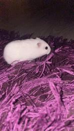 Super lieve hamster met kooi, Dieren en Toebehoren, Knaagdieren, Vrouwelijk, Hamster, Tam