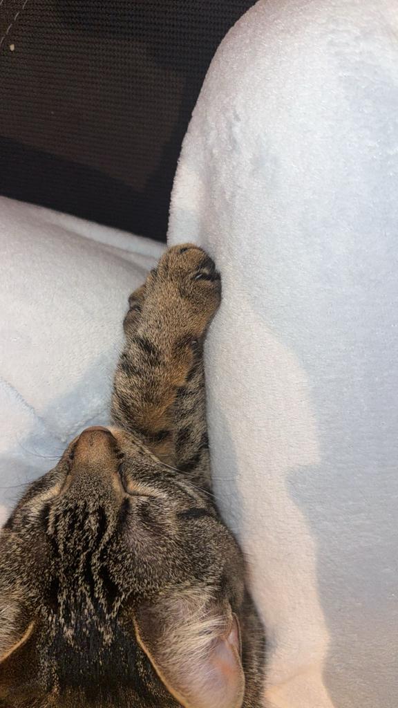 •	Lieve knuffelkat zoekt fijn nieuw huis, Dieren en Toebehoren, Katten en Kittens | Overige Katten, Kater