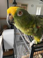 Lieve, tamme Amazone Papegaai Tico (10j) | Geringd & Gezelli, Dieren en Toebehoren, Vogels | Parkieten en Papegaaien, Vrouwelijk