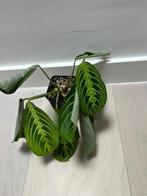 Maranta Lemon Lime, Huis en Inrichting, Kamerplanten, Minder dan 100 cm, Halfschaduw, Verzenden